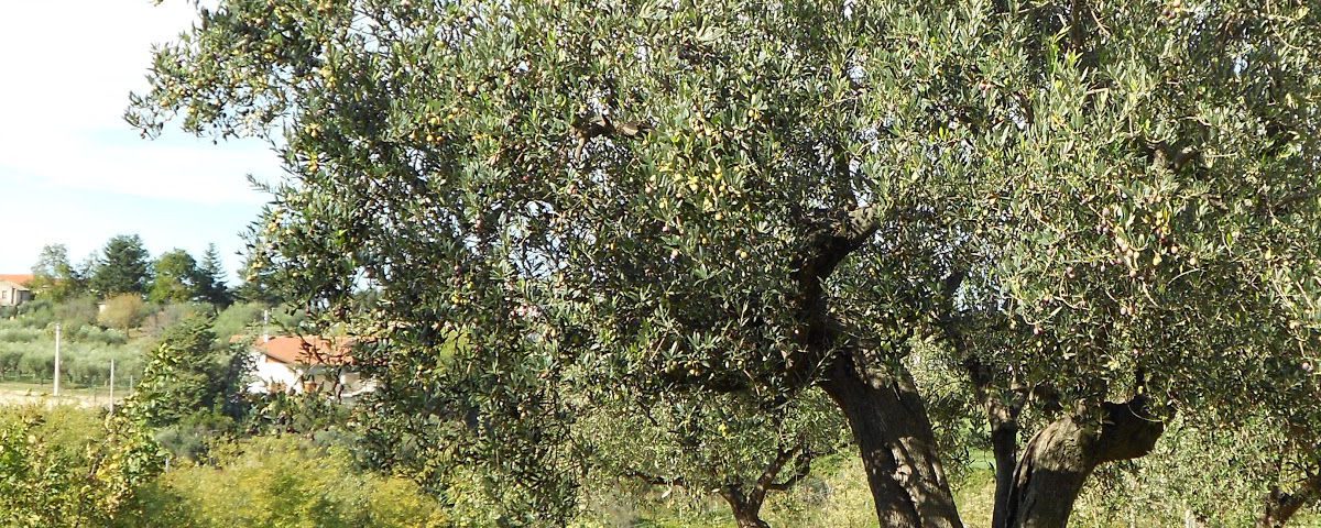 L’ulivo solitario