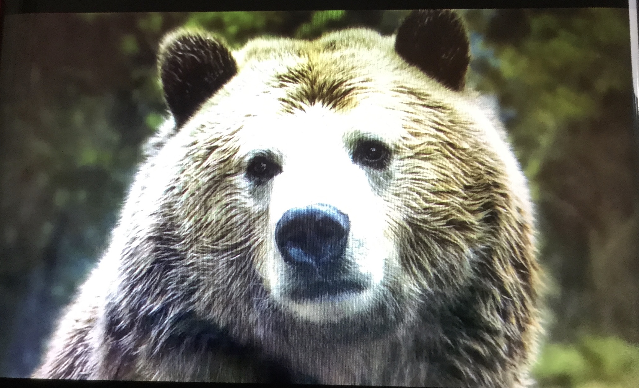 Orso Maria Guerrini Prima Moglie è Figli